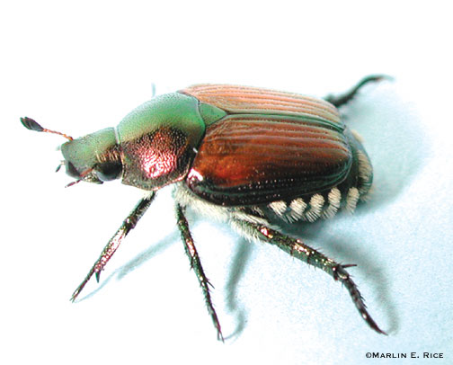 Beetles Pic
