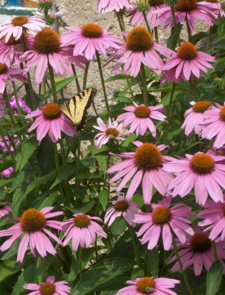 Coneflower Magnus