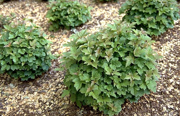 Dwarf Viburnum