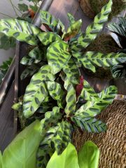 Calathea lancifolia Rattlesnake plant