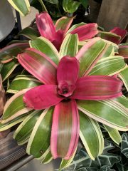 Bromeliad neoregelia