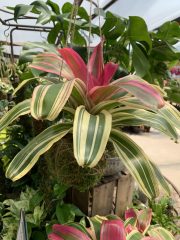 Bromeliad neoregelia