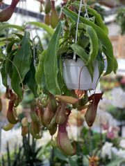 Nepenthes Pitcher Plant Carnivorous