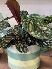 Calathea Ornate Pink Pinstripe