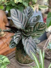 Calathea Ornate Pink Pinstripe