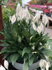 Spathiphyllum