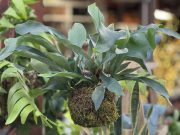 Staghorn Fern-Kokedama