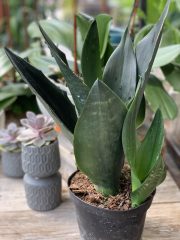 Sansevieria Black Dragon