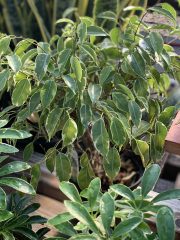 Benjamin ficus variegata