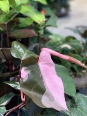 Philodendron Pink Princess