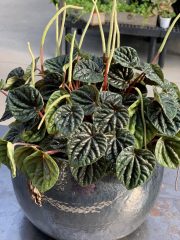 Peperomia caperata