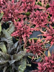 Cryptanthus