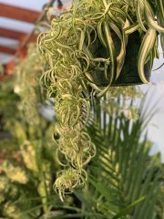 Chlorophytum comosum Spider Plant Bonnie