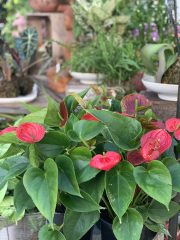 Anthurium andraeanum