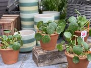 Potted PIlea