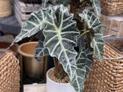 Alocasia African Mask