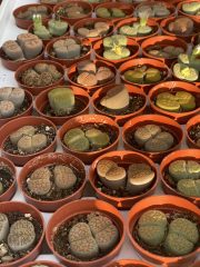 Lithops Living Stones