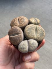 Lithops Living Stones