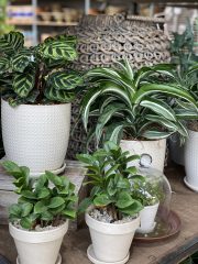 Potted Houseplants