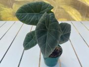 Alocasia 'Maharani' Grey Dragon