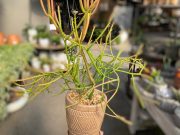 Firesticks-Euphorbia