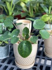 Pilea Peperomoides