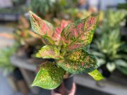 Aglaonema red valentine