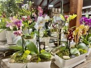 Phalaenopsis Orchids-Potted