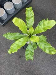 Birdsnest Fern