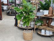 Fiddle Leaf Fig