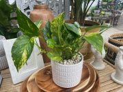 Pothos golden queen