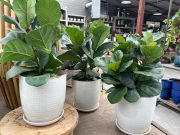 Fiddle lyrata Leaf Fig Potted