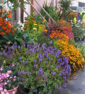 Container Garden