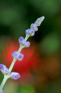 Russian Sage