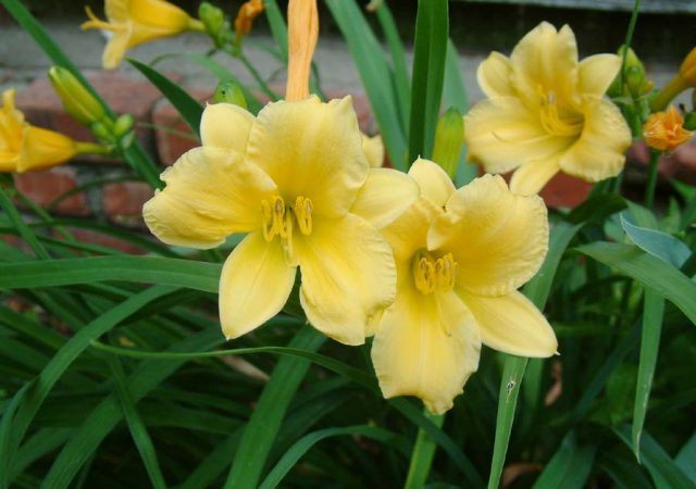 hemerocallis stella de oro perennial daylily