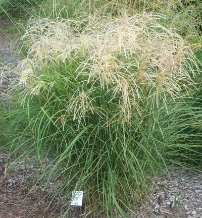 ornamental grass maiden miscanthus sinensis graziella