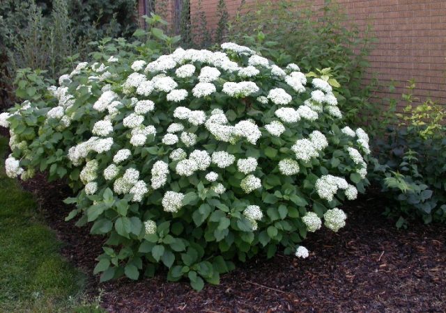 Annabelle Hydrangea Smooth shrub