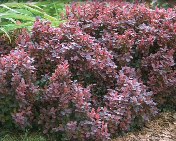 berberis cabernet barberry shrub