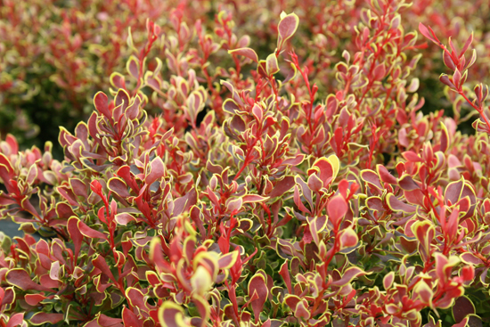 berberis thunbergii goruzam golden ruby barberry shrub