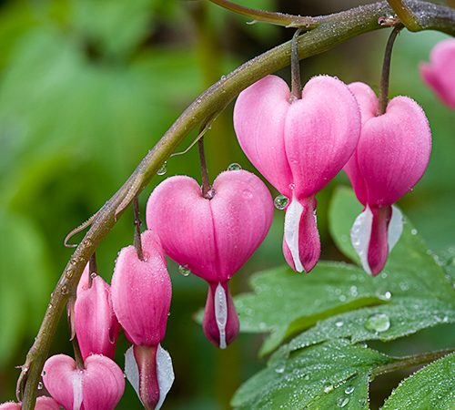 Bleeding Heart flowers dicentra perennial