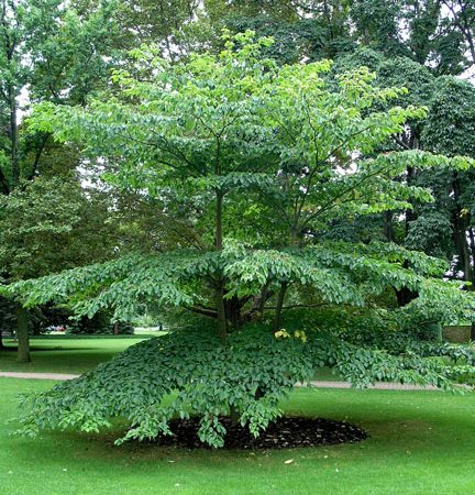 cornus alternifolia pagoda dogwood tree