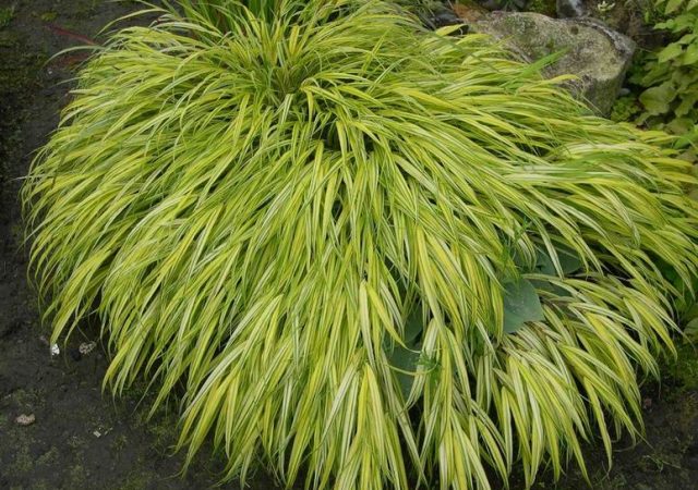 hakonechloa japanese forest grass perennial