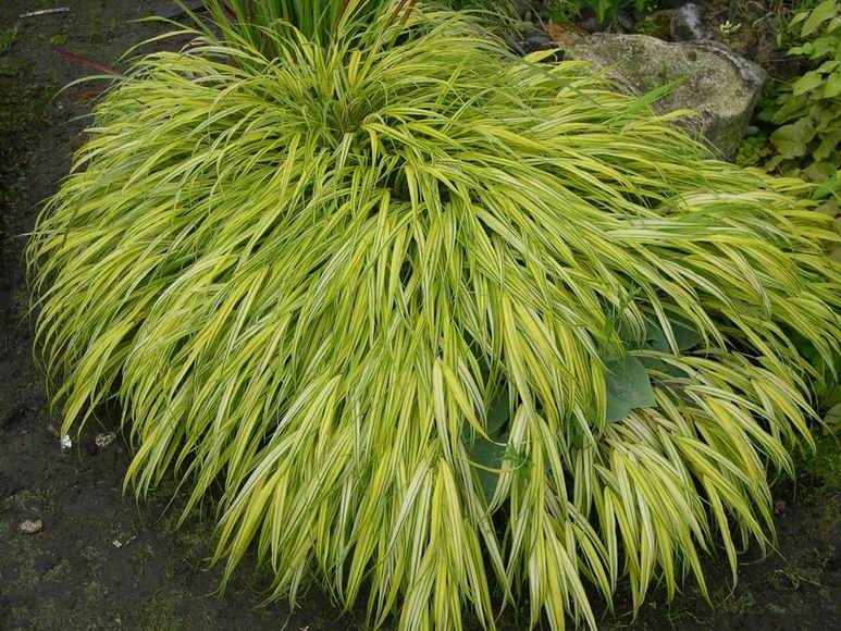 hakonechloa japanese forest grass perennial