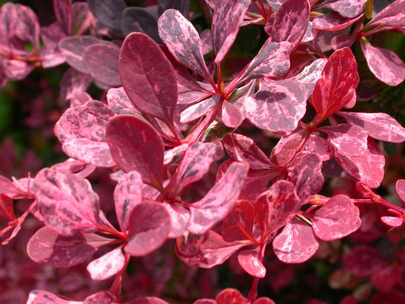 berberis rosy glow japanese barberry shrub