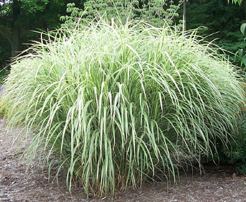 miscanthus variegated japanese silver grass ornamental perennial