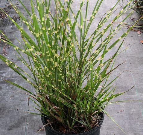 miscanthus strictus porcupine grass ornamental perennial
