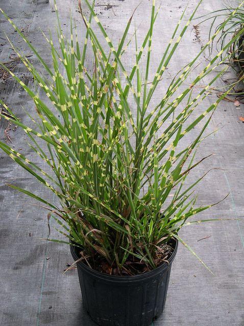 miscanthus strictus porcupine grass ornamental perennial