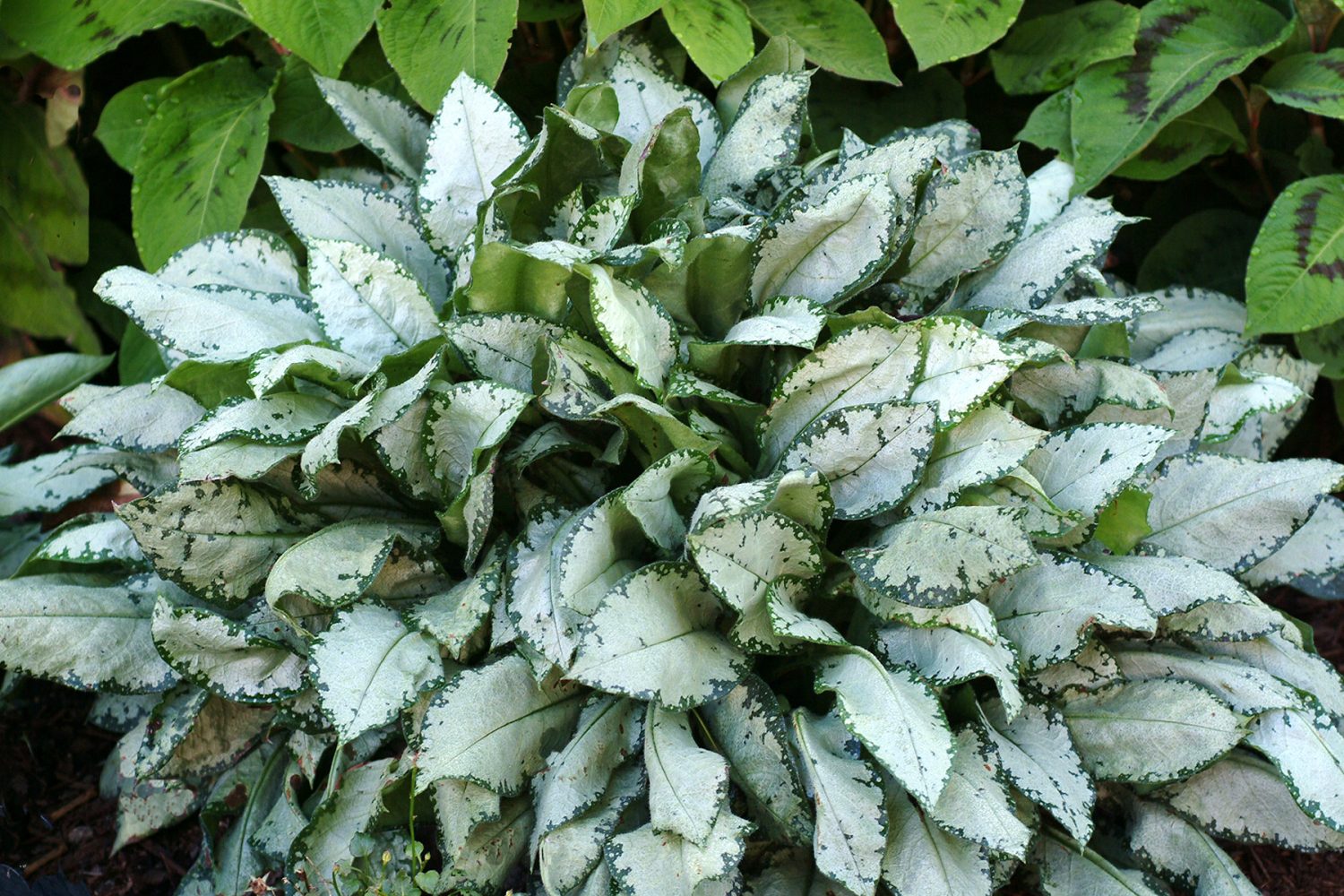 pulmonaria moonshine lungwort perennial