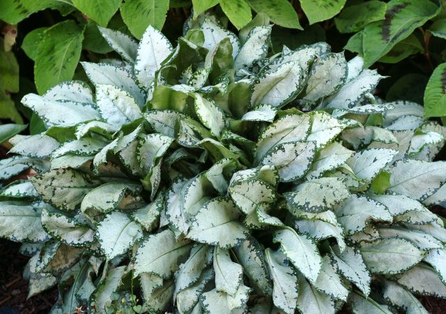 pulmonaria moonshine lungwort perennial