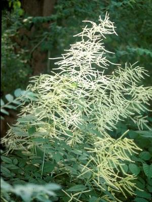 aruncus dioicus goat's beard perennial